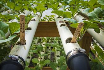 seedlings growing in an aquaponic system in a greenhouse.