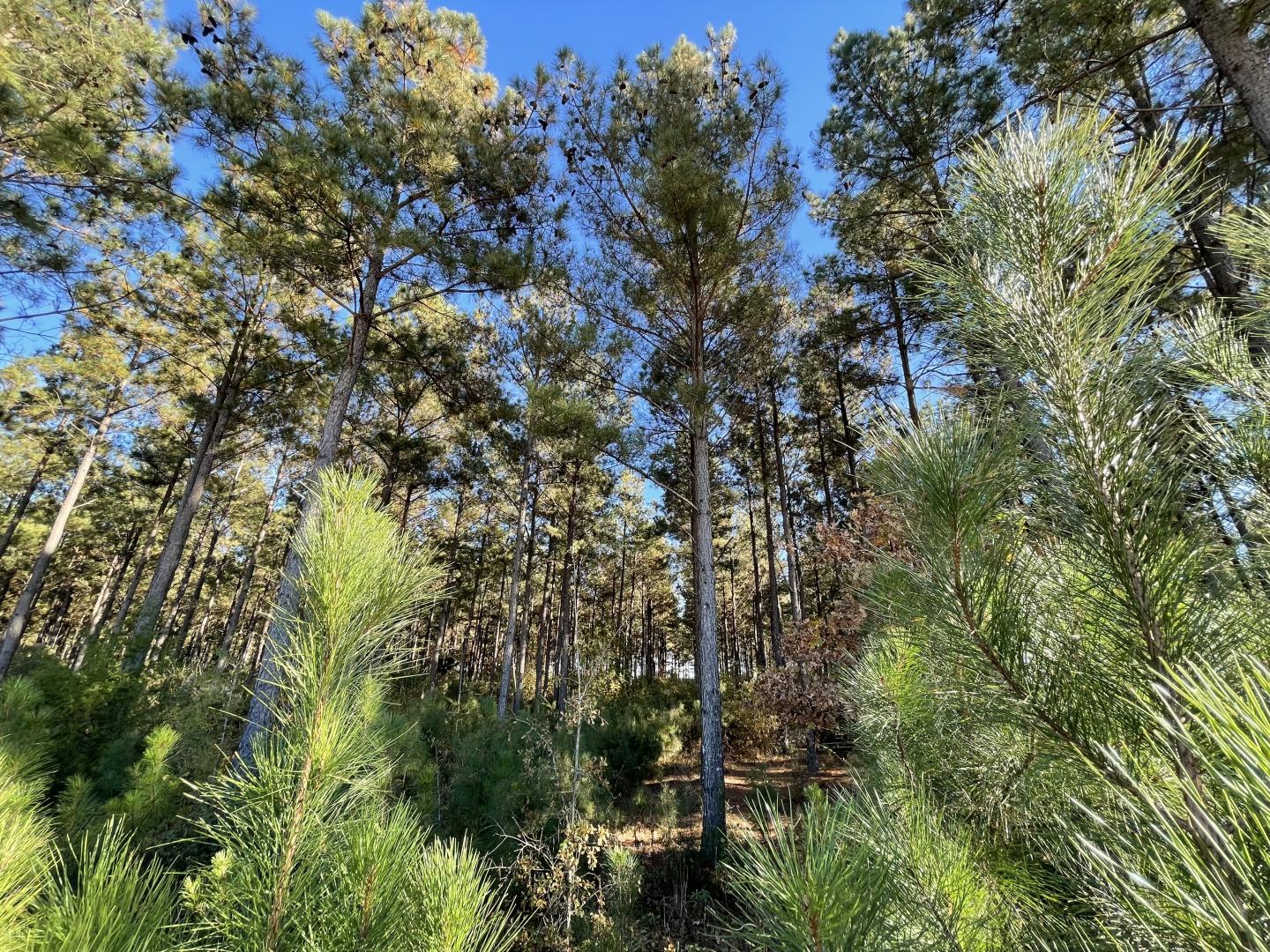 Tree Stand