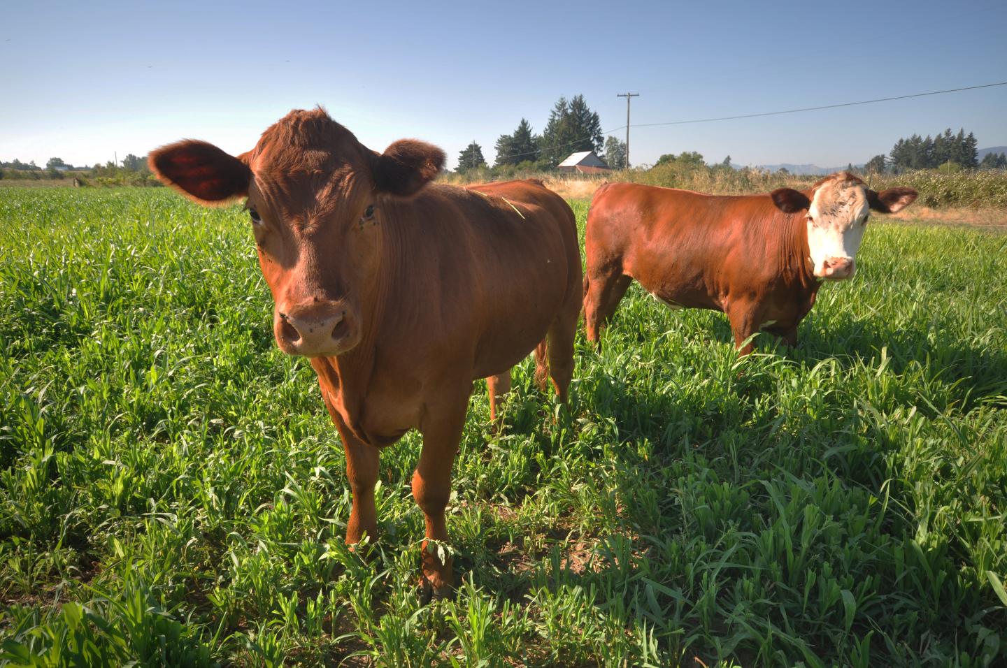 Two cows stand in a field