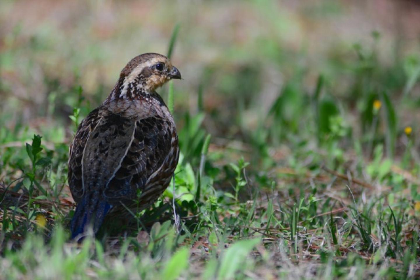 Northern bobwhite