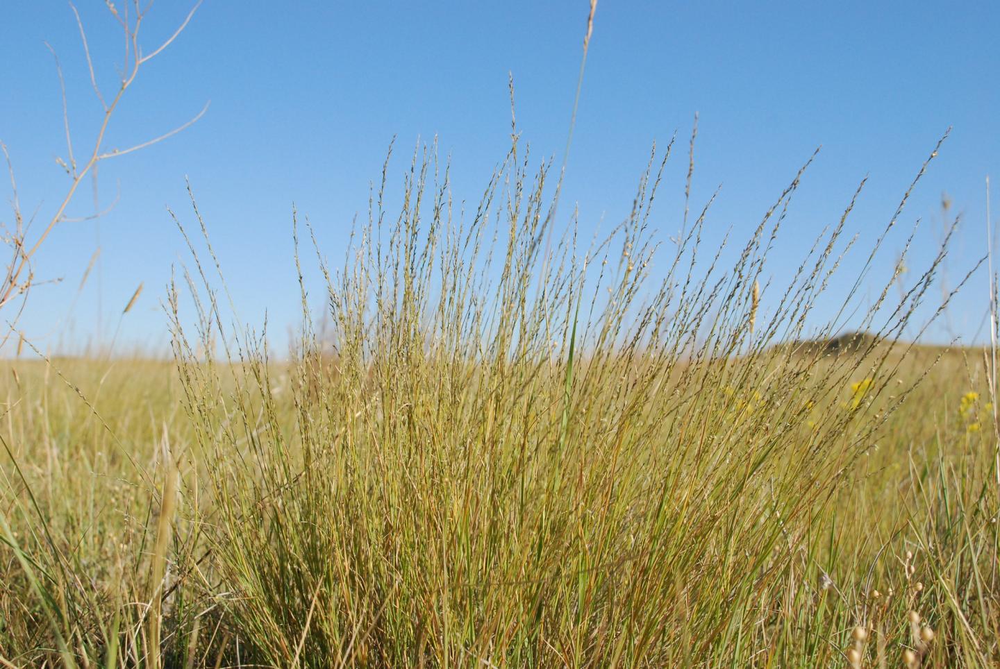 Wheatgrass on Eastern Montana rangeland in Wibaux County, Montana