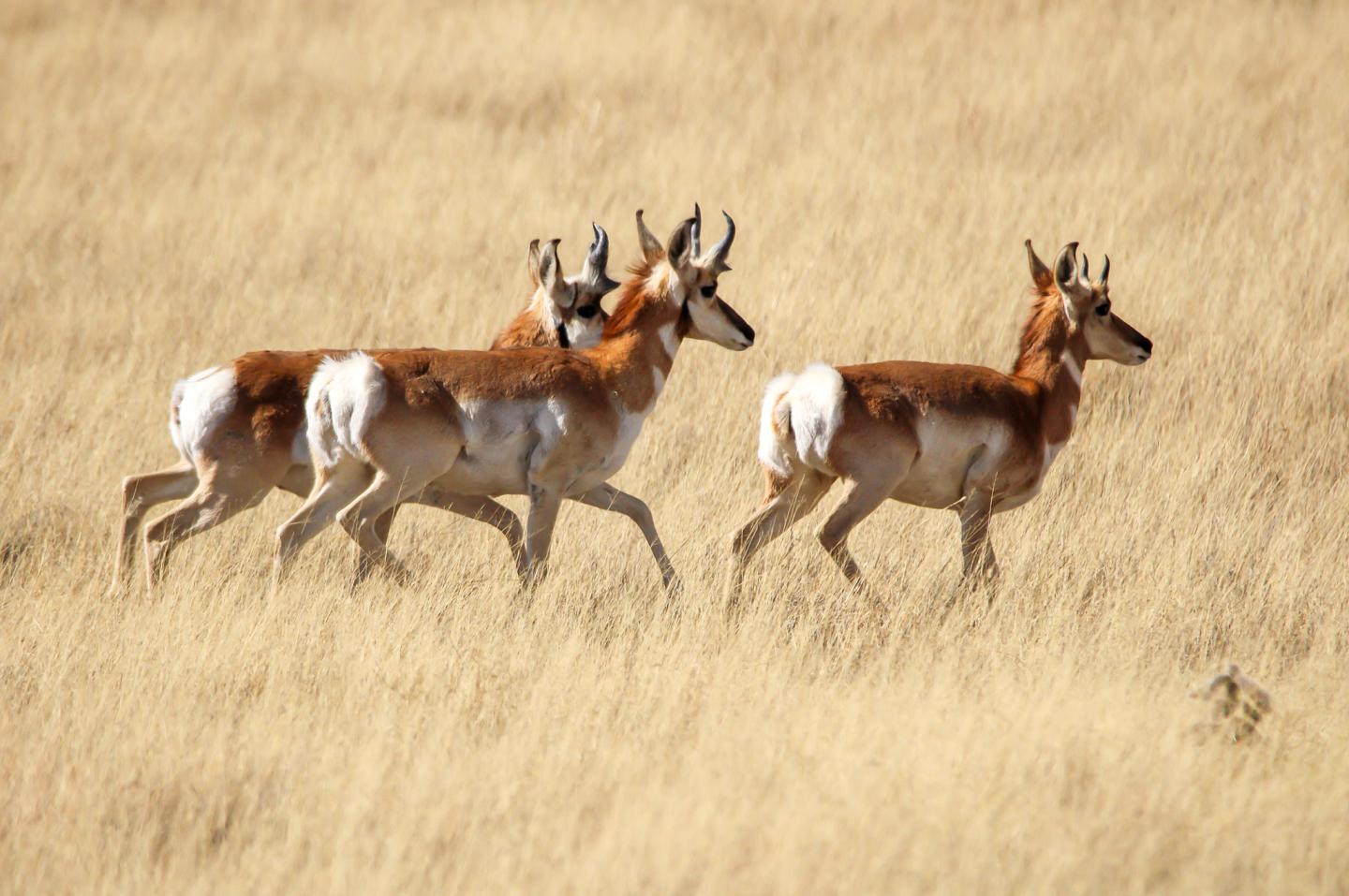 Pronghorn Antelope