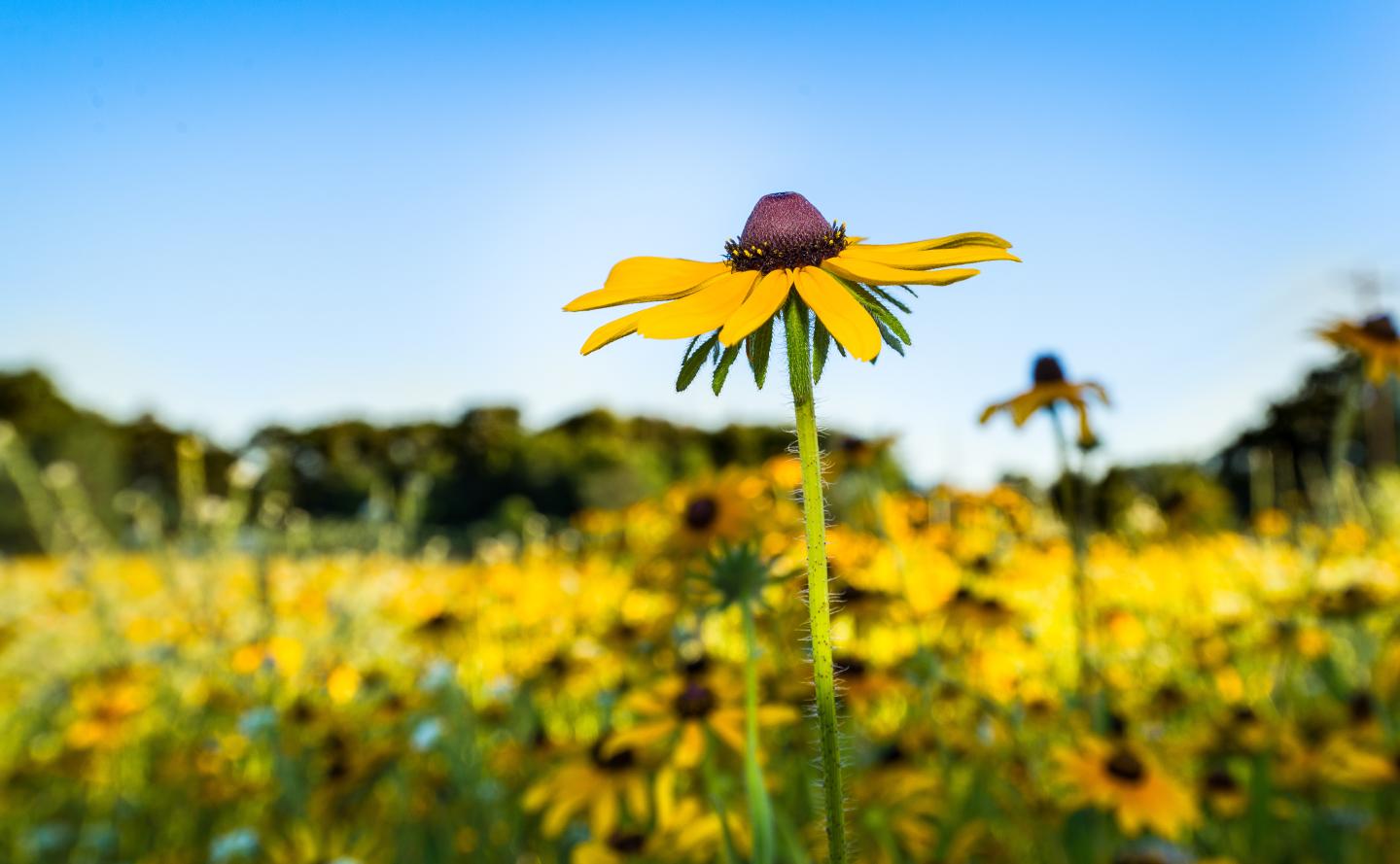 Field of black eyed susan flowers.