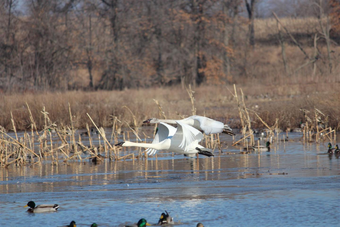 Swans flying