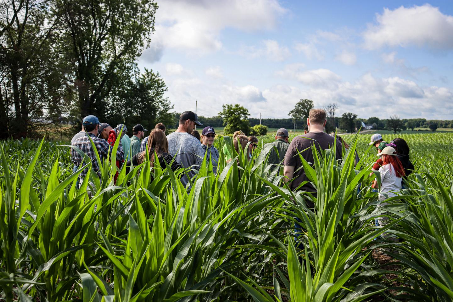 A group of people standing in a corn field on a sunny day.