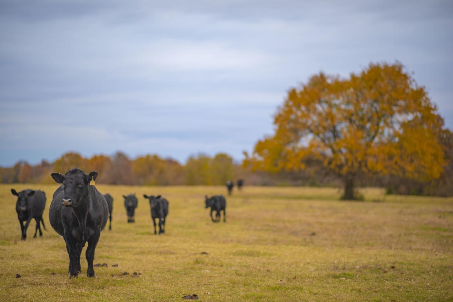 William Harrison is a multi-generational Native American rancher who raises 100 head of cattle on his farm in of Okfuskee County, Oklahoma.
USDA photo by Preston Keres.