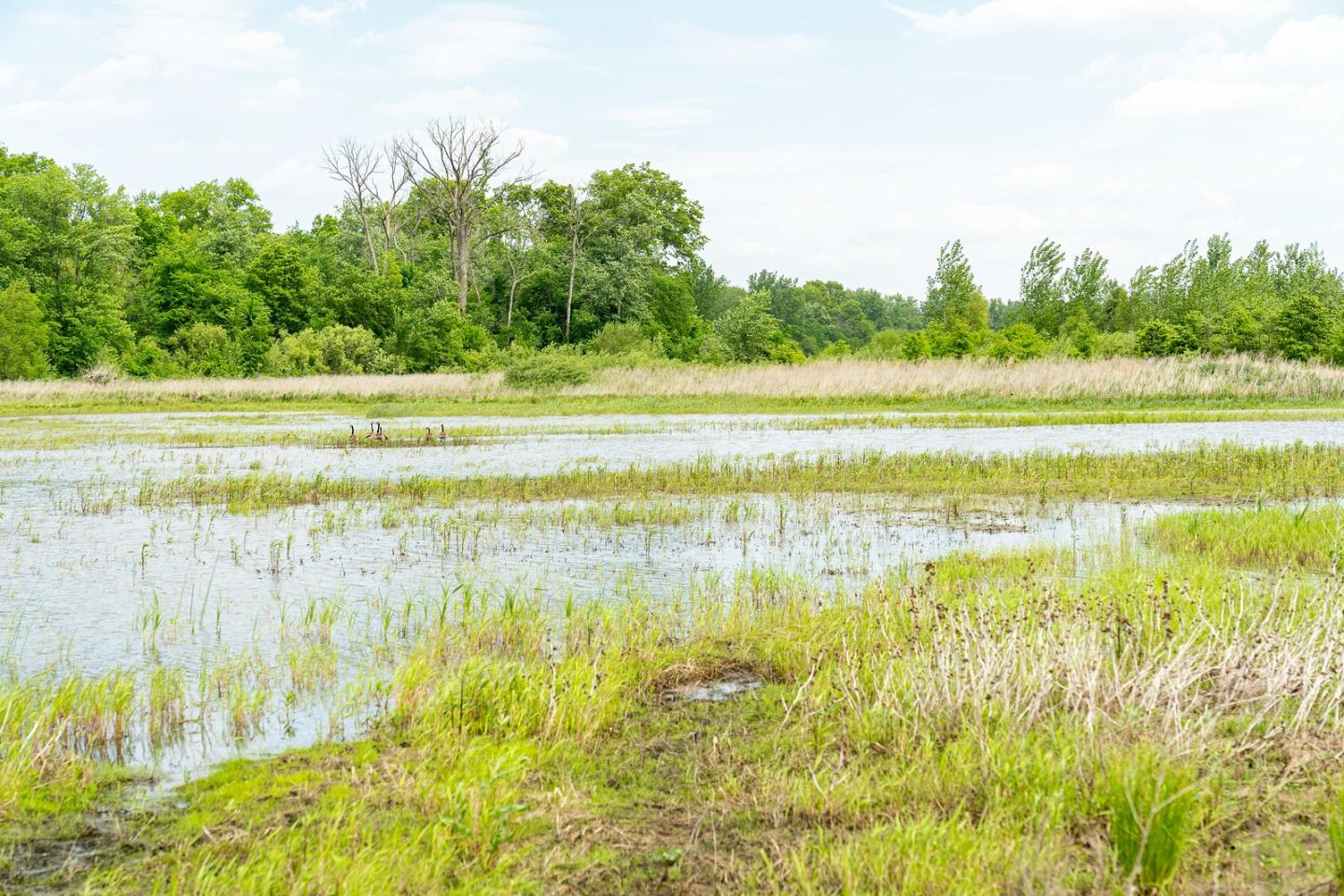 Water sits in a macro at a a restored wetland area In Starke County, Indiana May 25, 2021. The area is enrolled in the NRCS' Wetland Reserve Easement Program. The easement includes 200.6 acres of former cropland that were restored to create wetland, prairie and forest habitat for wildlife. The restoration included the installation of 16 acres of macros, which are shallow pond-like areas with diverse topographies that hold water at various times of the year depending on the water table’s height.
In winter