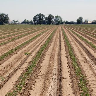 Joe Muller and Sons, crop of process tomatoes that receive underground micro irrigation, in Woodland, CA on Wednesday, Apr. 15, 2015. U.S. Department of Agriculture (USDA) Natural Resources Conservation Service (NRCS) District Conservationist Phil Hogan worked with this grower to make the application, what the grower says is "an easy process." The farm qualified for an Environmental Quality Incentives Program cost share. California is currently undergoing a prolonged drought. This farm produces a