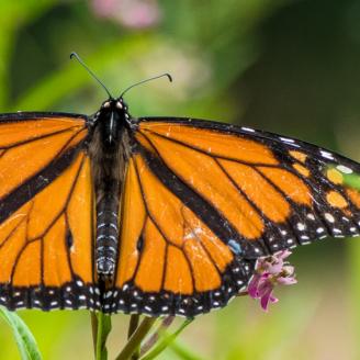 butterfly