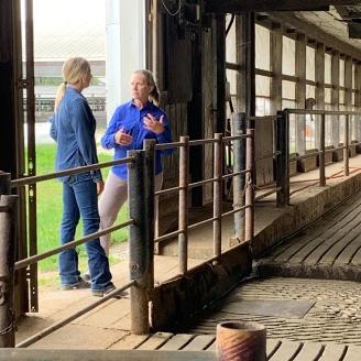 Two women talking in a dairy barn