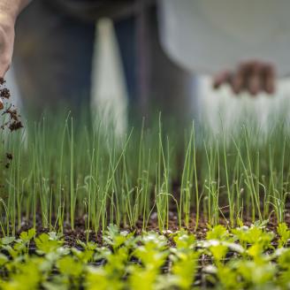 Hand sprinkling soil into small containers