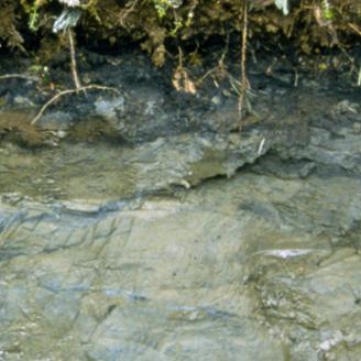 Profile of a Gelisol