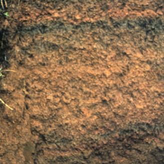 Profile of an Andisol