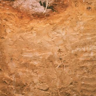 Profile of a Spodosol