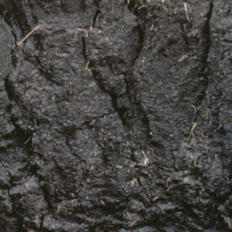 Profile of a Vertisol