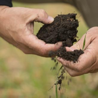 White hands holding dark soil.