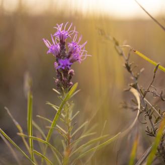 Prairie star on grassland