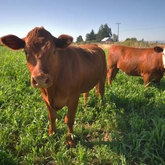 Two cows stand in a field