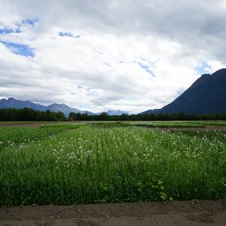 A field of cover crop mixes surrounded by mountains