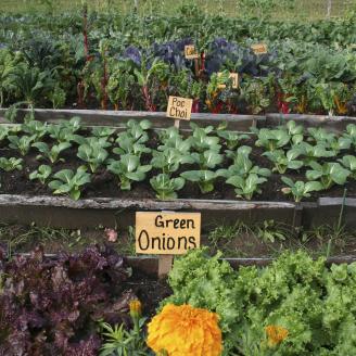 garden beds