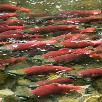 Salmon in River