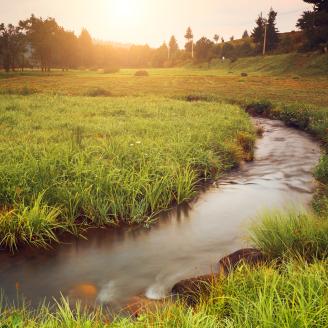 A stream and grass in Alaska