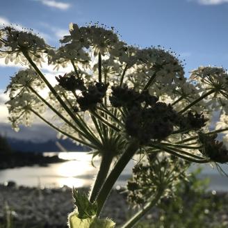 Cow parsnip in Southeast Alaska