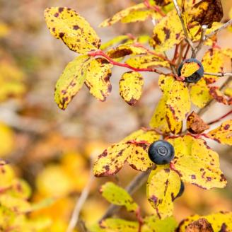 Berries on yellow leaves