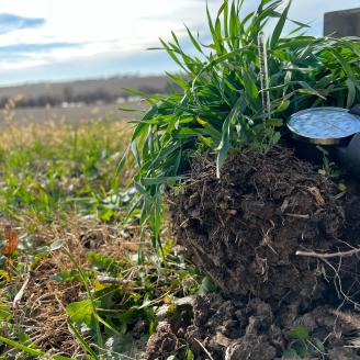 Staged soil health showing rye and root system.