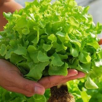Woman in a greenhouse holding up bright green vegetation