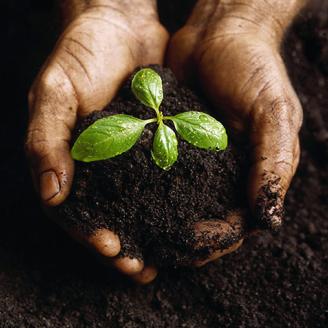 Hands holding a seedling.