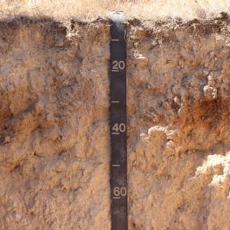 Soil Profile with measuring tape.
