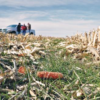 Cover crop residue in field.