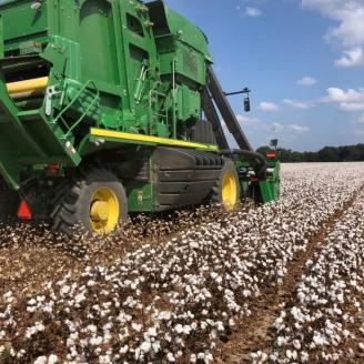Cotton Fields with Tractor
