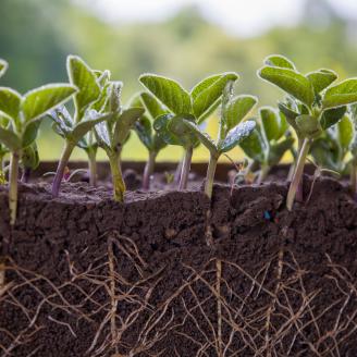 Fresh green soybean plants with roots.