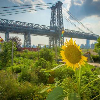 Urban and Small-Scale Agriculture