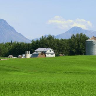 green grass and mountains on a farm in Alaska