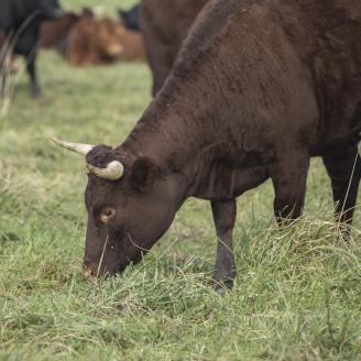 cow grazing