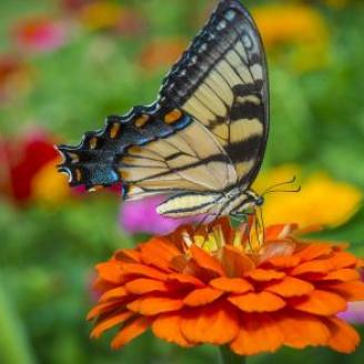 butterfly