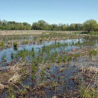 Iowa wetland
