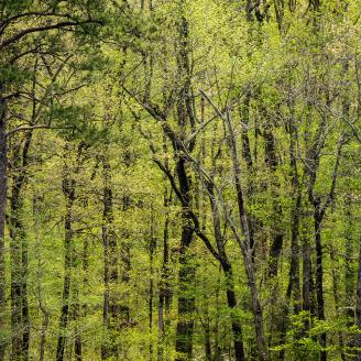 Trees line the riperian zone along Mountain Fork, a tributary of the Little River, seen from a water crossing at US 259 and Wey County 28000, at Smithville, OK, on April 8, 2015.
Today, residents, business owners, and governmental entities came to Smithville to celebrate the completion of a more than $25 million water project that for the first time ever provides public water to residents in Oklahoma’s Ouachita Mountains.
The American Recovery & Reinvestment Act of 2009 (ARRA) Grant provided $18 mil