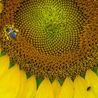 A bee takes notice that sunflowers are beginning to bloom in the Western Montgomery County, McKee-Beshers Wildlife Management Areas, near Poolesville, Md. USDA photo by Preston Keres