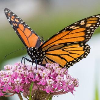 Monarch butterfly near the U.S. Department of Agriculture (USDA) Farmers Market in Washington, D.C., on August 6, 2018. Today’s featured produce is watermelon. National and State Watermelon Queens are here to help people learn about watermelon and taste their samples of red, orange and yellow varieties. The watermelon association queens are represented by 2018 National Watermelon Queen Savannah Lee Christensen (orange jumpsuit), along with state-level queens Gabrielle Hastings for Mar-Del (Maryland-Delawa