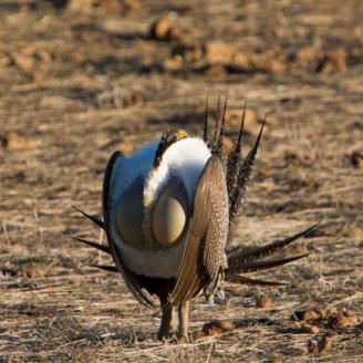 Sage-grouse numbers have declined throughout their native range, and the U.S. Fish and Wildlife Service (FWS) has added the species as a candidate for Endangered Species Act protection.