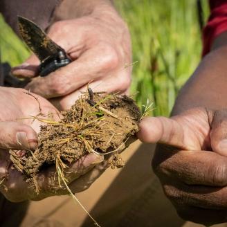 Patrick Bittner (left), a farmer in Evansville Indiana, checks the soil in his field along with Keith Williams, Indiana NRCS planning team leader, prior to planting corn on May 13, 2021. Bittner is a no-till farmer and directly plants his corn seed into his cover crops. The cover crops are made of a diverse 12 seed mix including Cereal rye, triticale, annual rye, rape, black oats, Balansa Fixation clover, Kentucky Pride Crimson, Hairy Vetch, Australian winter peas, Red clover, turnips and winter barley. (In