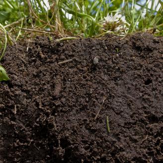 See what healthy soil looks like
File Type jpg | Picture Size 2850 x 1900
The rich, deep color of this soil indicates exactly what healthy soil looks like. Use of a diverse blend of crops, grasses, and cover crops creates a protective blanket that feeds and nurtures the soil. USDA-NRCS photo by Catherine Ulitsky.
Keywords Soil. Soil Health. Organic matter. Cover crops. Crop residue.
Location: MA
Learn more at the "Soil Health | NRCS" web site:
<a href="http://www.nrcs.usda.gov/wp