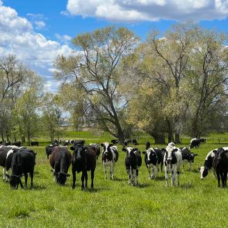 Cattle graze in a small pasture near Wendell, Idaho. 5/22/2022 by USDA/Kirsten Strough