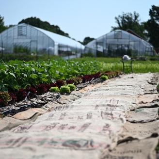 Purple Skies Farm Owner Visar Duane uses mulch and newspaper to suppress weeds at Purple Skies Farm. (NRCS photo by Brooke DeCubellis)