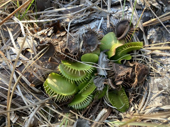 The Venus Flytrap grows in SC
