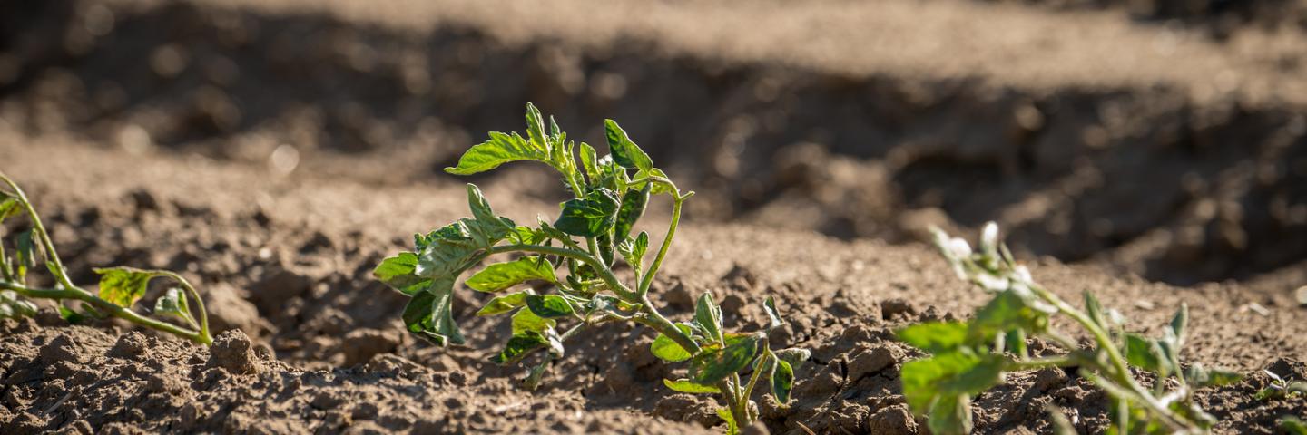 Tomato plants thrive from water filtered through a sand media filtration tank system and along underground drip irrigation tubes 10 inches below the surface providing water to the plants, in Woodland, CA on Wednesday, Apr. 15, 2015. USDA photo by Lance Cheung.